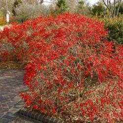 Location: In the Missouri Botanical Garden Children's Garden
Date: January, 2004
Winterberry Holly (Ilex verticillata 'Red Sprite') 002