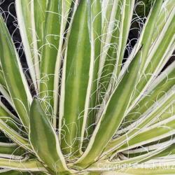 Location: US National Arboretum, Washington DC
Date: 2016-07-03
Queen of White Thread-leaf Agave (Agave schidigera Shira ito no O
