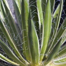 Location: US National Arboretum, Washington DC
Date: 2016-08-28
Queen of White Thread-leaf Agave (Agave schidigera Shira ito no O