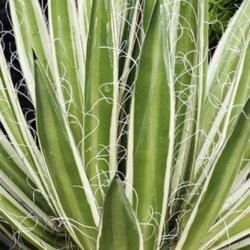 Location: US National Arboretum, Washington DC
Date: 2016-07-03
Queen of White Thread-leaf agave (Agave schidigera 'Shira ito no 
