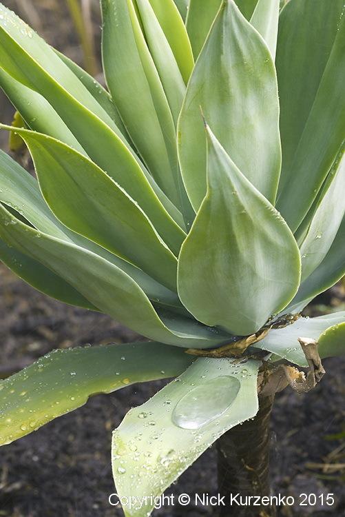 Photo of Foxtail Agave (Agave attenuata) uploaded by Nick_Kurzenko