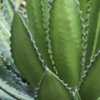 Splendida hardy century plant (Agave univittata splendida).