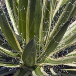 Location: US National Arboretum, Washington DC
Date: 2015-05-24
Queen of White Thread-leaf Agave (Agave schidigera Shira ito no O