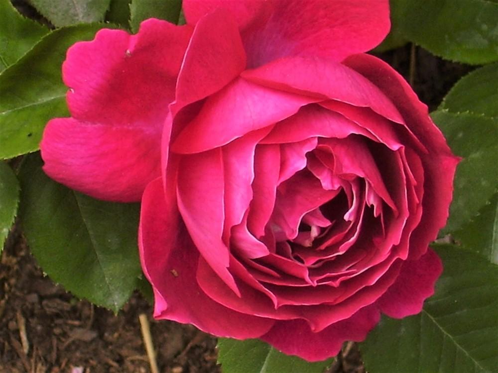 Photo of Rose (Rosa 'Baron Girod de l'Ain') uploaded by celestialrose