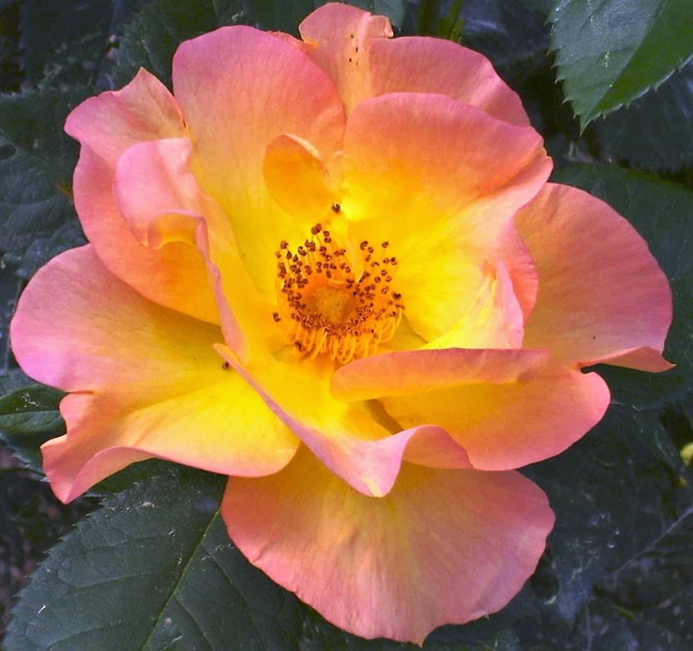 Photo of Rose (Rosa 'Morden Sunrise') uploaded by celestialrose