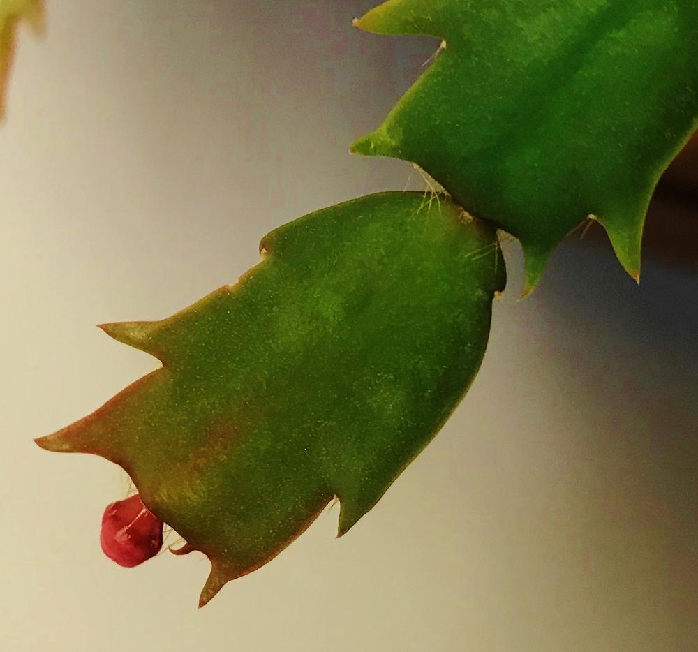 Photo of Christmas Cactus (Schlumbergera truncata 'Malinda') uploaded by cwhitt