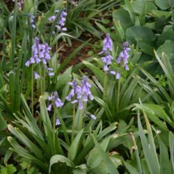 Location: In the Missouri Botanical Garden in Saint Louis
Date: Spring, 2004
Spanish Bluebell (Hyacinthoides hispanica 'Excelsior') 003