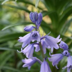 Location: In the Missouri Botanical Garden in Saint Louis
Date: Spring, 2004
Spanish Bluebell (Hyacinthoides hispanica 'Excelsior') 001