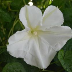 Location: In my garden in Oklahoma City
Date: Summer, 2018
Moonflower (Ipomoea alba) 009