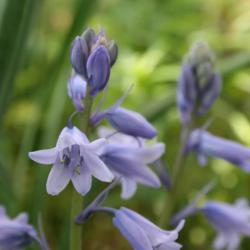Location: In the Missouri Botanical Garden in Saint Louis
Date: Spring, 2004
Spanish Bluebell (Hyacinthoides hispanica 'Excelsior') 002