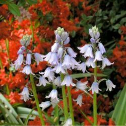 Location: In the Missouri Botanical Garden in Saint Louis
Date: Spring, 2004
Spanish Bluebell (Hyacinthoides hispanica 'Excelsior') 005