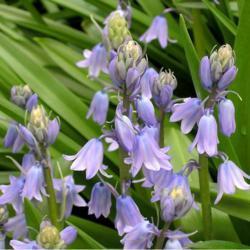 Location: In the Missouri Botanical Garden in Saint Louis
Date: Spring, 2004
Spanish Bluebell (Hyacinthoides hispanica 'Excelsior') 004