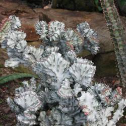 Location: In my garden in Oklahoma City
Date: July, 2005
Coral Cactus (Euphorbia lactea 'White Ghost Crest') 003