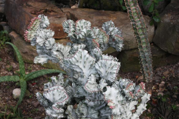 Photo of Coral Cactus (Euphorbia lactea 'White Ghost Crest') uploaded by jathton