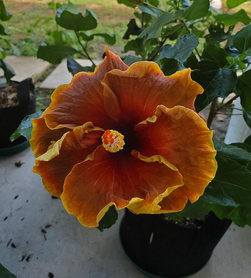Photo of Tropical Hibiscus (Hibiscus rosa-sinensis 'Voodoo Magic') uploaded by ocalagal
