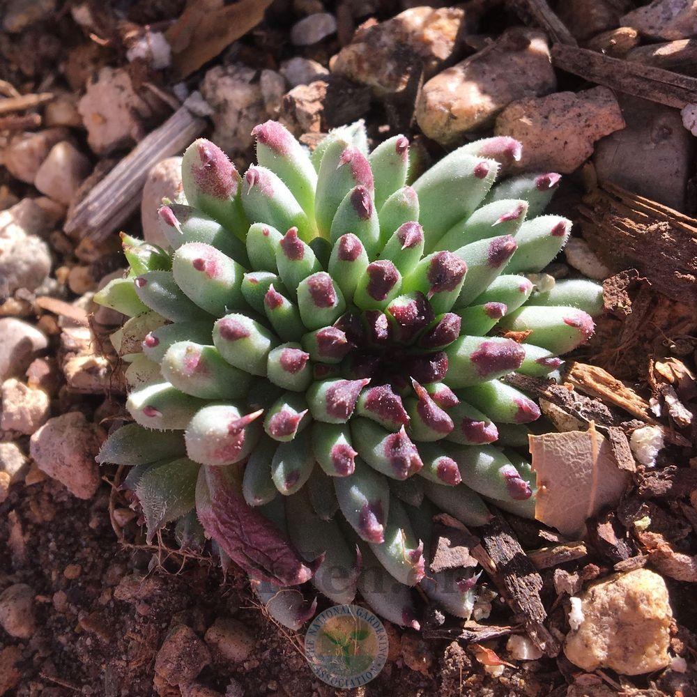 Photo of Hen and Chicks (Sempervivum calcareum 'Grigg's Surprise') uploaded by BlueOddish