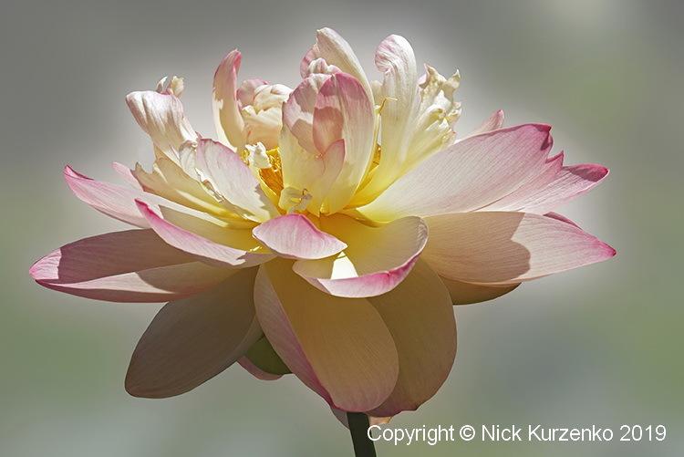 Photo of Sacred Lotus (Nelumbo nucifera) uploaded by Nick_Kurzenko