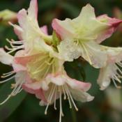 Azalea (Rhododendron 'Tri-Lights') 002