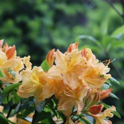 Location: In the Missouri Botanical Garden in Saint Louis
Date: Spring, 2004
Deciduous Azalea (Rhododendron 'Golden Lights') 002
