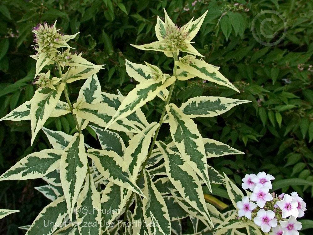 Photo of Variegated Garden Phlox (Phlox paniculata 'Nora Leigh') uploaded by DaylilySLP