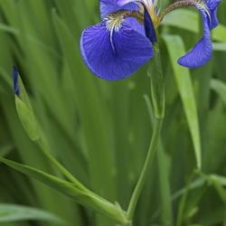 Location: near Vladivostok, Primorsky Kraj, Russia
Date: 2011-06-27
Beachhead iris (Iris setosa). Called Bristle-pointed iris also. W