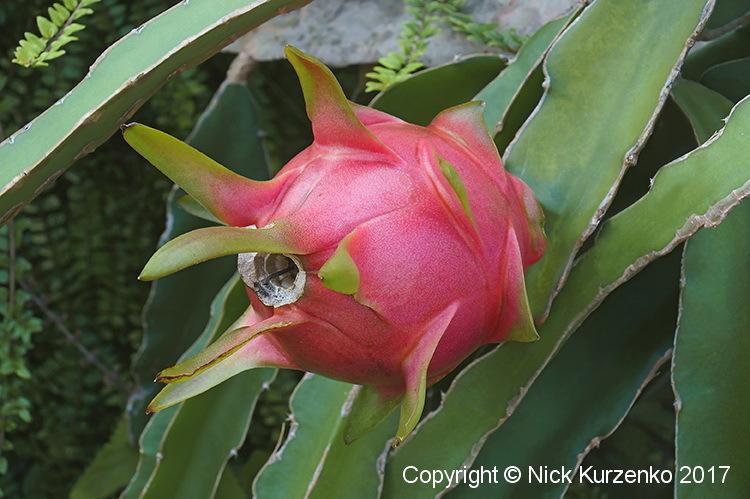 Photo of Dragon Fruit (Selenicereus undatus) uploaded by Nick_Kurzenko
