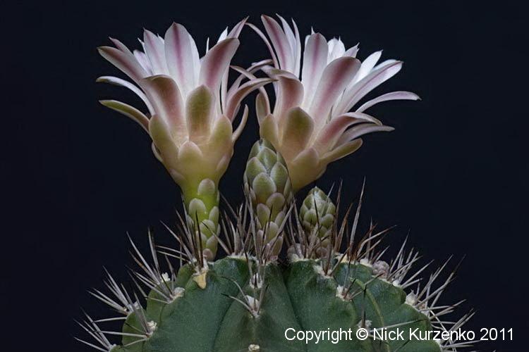 Photo of Chin Cactus (Gymnocalycium mihanovichii) uploaded by Nick_Kurzenko