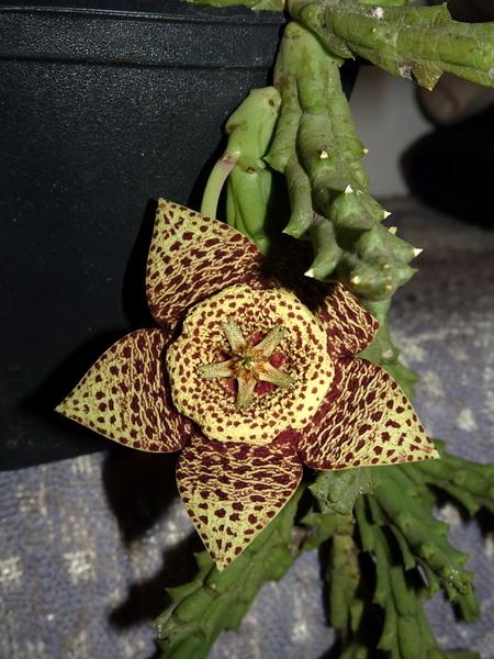 Photo of Starfish Cactus (Ceropegia mixta) uploaded by Orsola