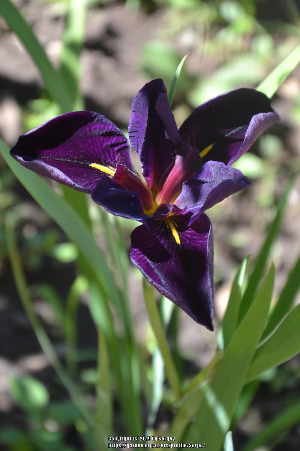 Photo of Louisiana Iris (Iris 'Black Gamecock') uploaded by Serjio