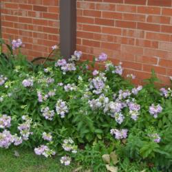Location: In a neighbor's garden in Oklahoma City
Date: 06-12-2018
Double Pink Soapwort (Saponaria officinalis 'Rosea Plena') 004