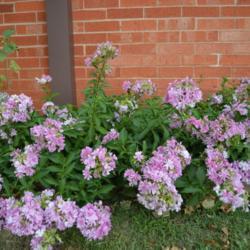 Location: In a neighbor's garden in Oklahoma City
Date: 06-12-2018
Double Pink Soapwort (Saponaria officinalis 'Rosea Plena') 003