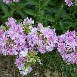Location: In a neighbor's garden in Oklahoma City
Date: 06-12-2018
Double Pink Soapwort (Saponaria officinalis 'Rosea Plena') 002