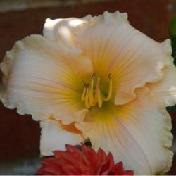 Location: In my garden in Oklahoma City
Date: 06-08-2019
Daylily (Hemerocallis 'Fairy Tale Pink') 001