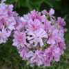 Double Pink Soapwort (Saponaria officinalis 'Rosea Plena') 001