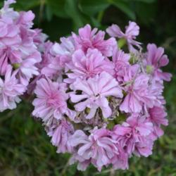 Location: In a neighbor's garden in Oklahoma City
Date: 06-12-2018
Double Pink Soapwort (Saponaria officinalis 'Rosea Plena') 001