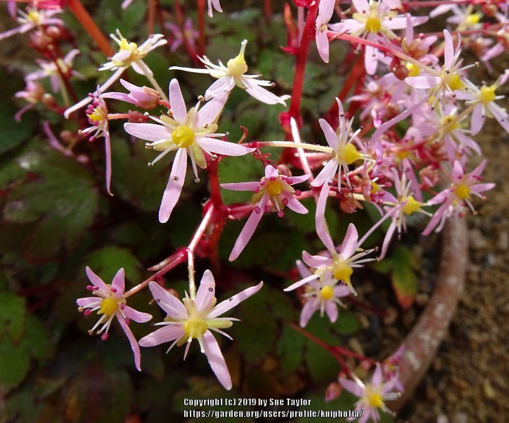 Photo of Saxifrage (Saxifraga fortunei 'Pink Mist') uploaded by kniphofia