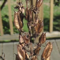 Location: Massachusetts garden
Date: Sep 26, 2019
partial view of fully ripened seed pods