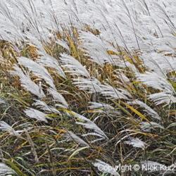 Location: Primorsky Kraj, Russia
Date: 2010-10-01
Amur Silver Grass (Miscanthus sacchariflorus). Wild plants in nat