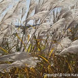 Location: Primorsky Kraj, Russia
Date: 2005-10-01
Amur Silver Grass (Miscanthus sacchariflorus). Wild plants in nat