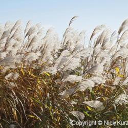 Location: Primorsky Kraj, Russia
Date: 2005-10-01
Amur Silver Grass (Miscanthus sacchariflorus). Wild plants in nat