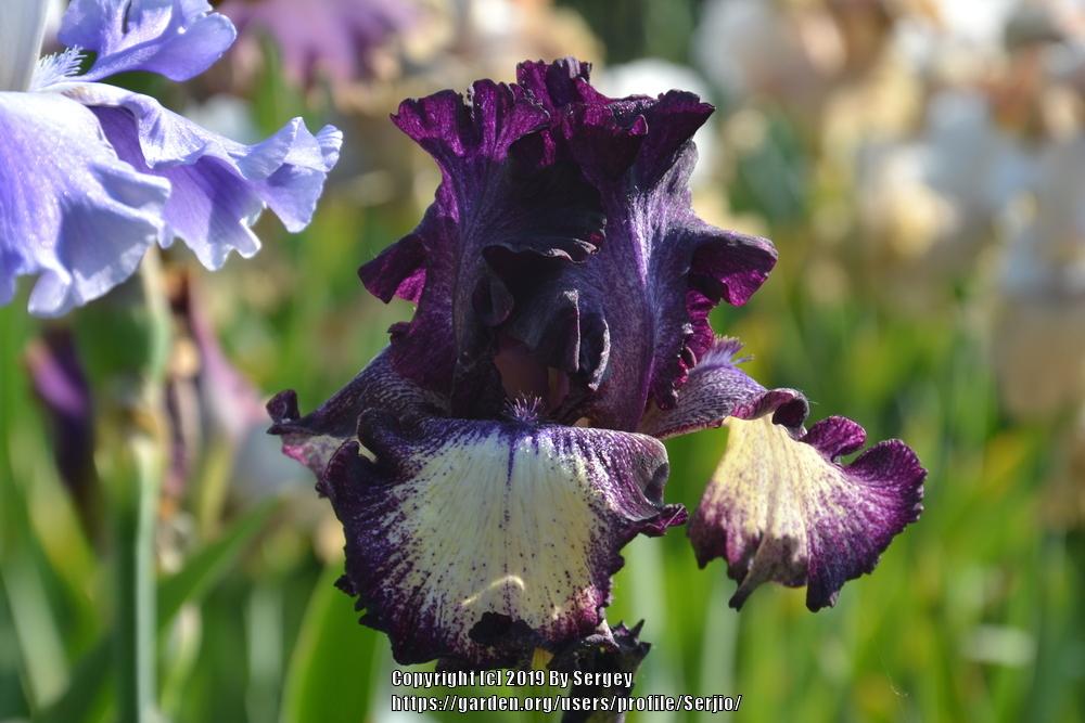 Photo of Tall Bearded Iris (Iris 'Blackberry Tease') uploaded by Serjio