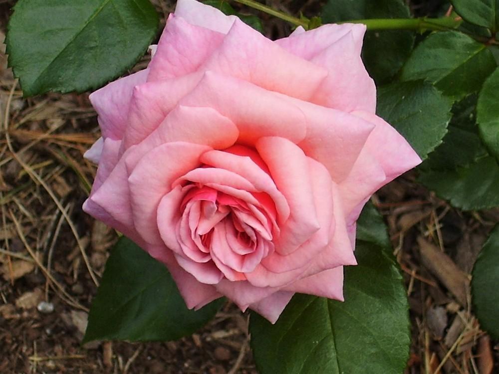 Photo of Rose (Rosa 'Aloha') uploaded by celestialrose