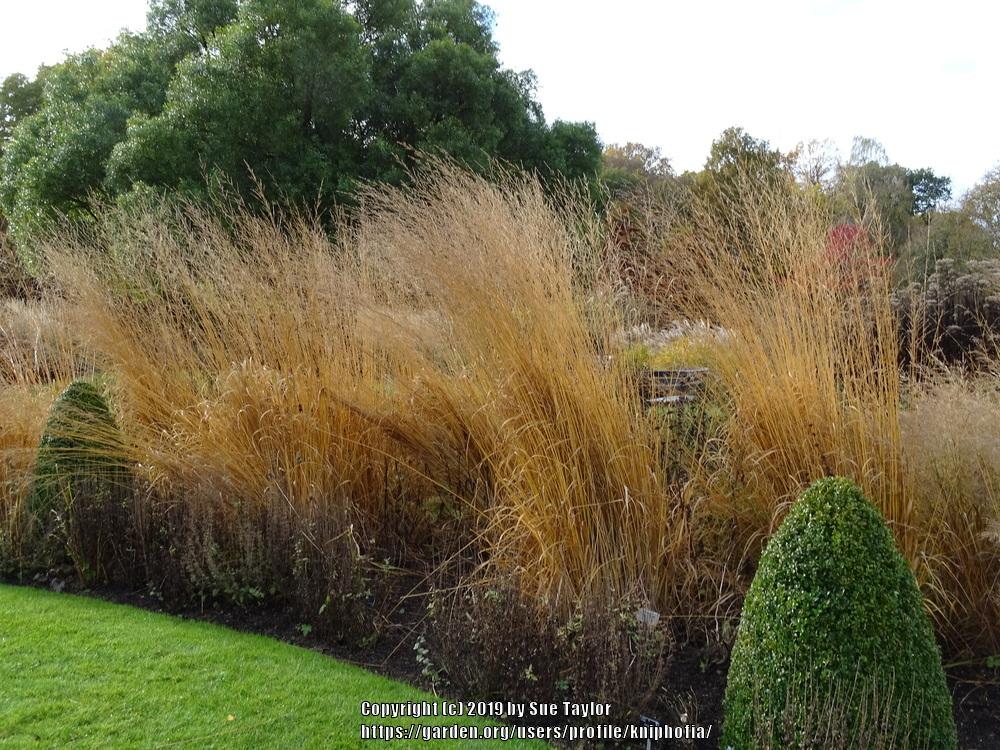 Photo of Purple Moor Grass (Molinia caerulea 'Skyracer') uploaded by kniphofia