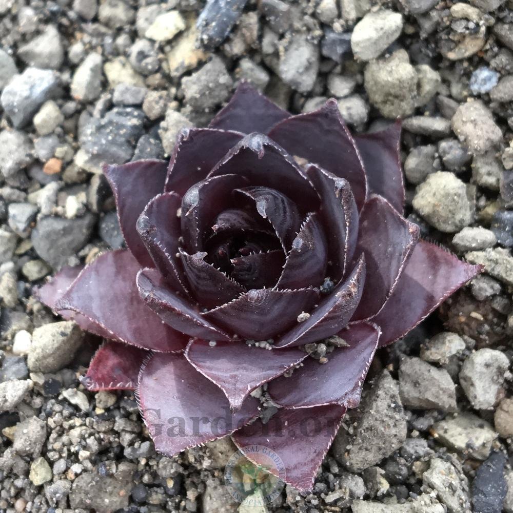 Photo of Hen and Chicks (Sempervivum 'Leopold') uploaded by BlueOddish