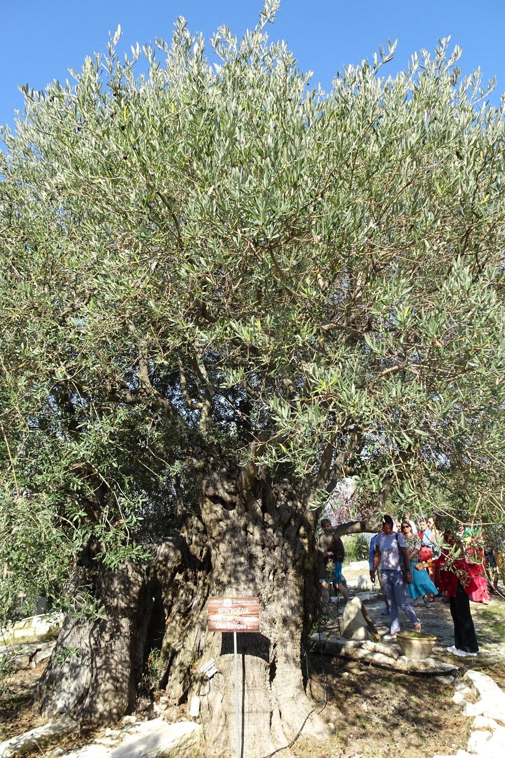 Photo of Olive Tree (Olea europaea) uploaded by Orsola