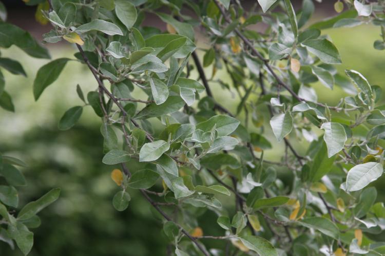 Photo of Autumn Olive (Elaeagnus umbellata) uploaded by jathton