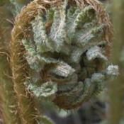 Wood Fern (Dryopteris crassirhizoma). Wild plant in natural habit