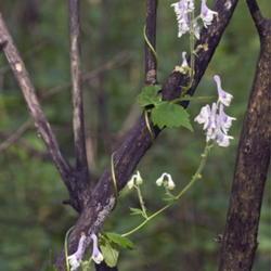 Location: Primorsky Kraj, Russia
Date: 2006-09-04
White Monks Hood (Aconitum alboviolaceum). Wild plants in natural
