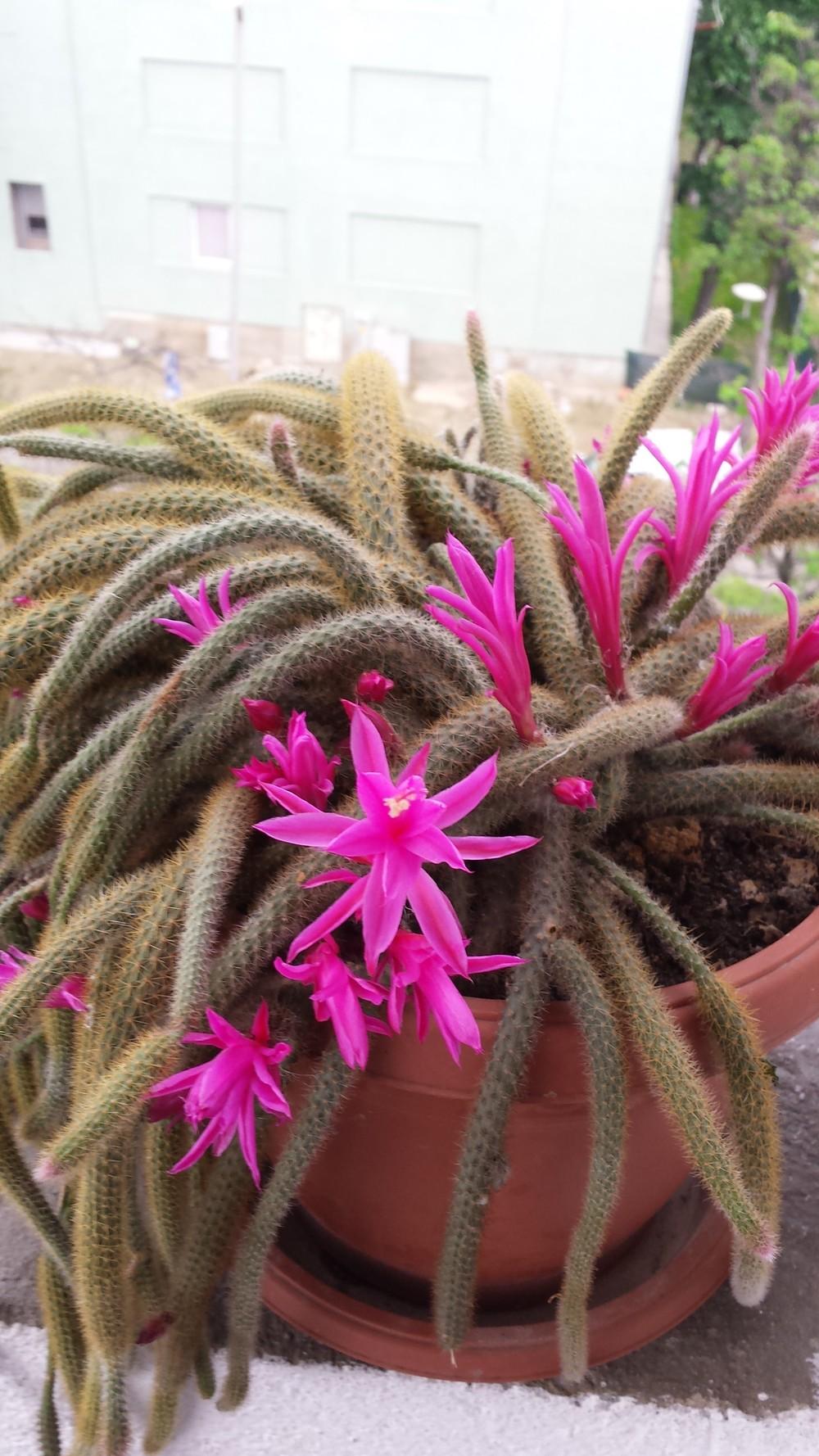 Photo of Rattail Cactus (Aporocactus flagelliformis) uploaded by skopjecollection