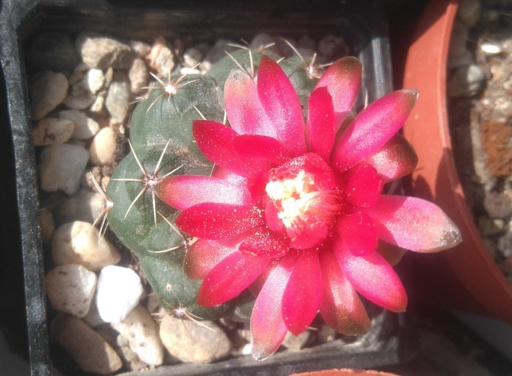 Photo of Dwarf Chin Cactus (Gymnocalycium baldianum) uploaded by skopjecollection